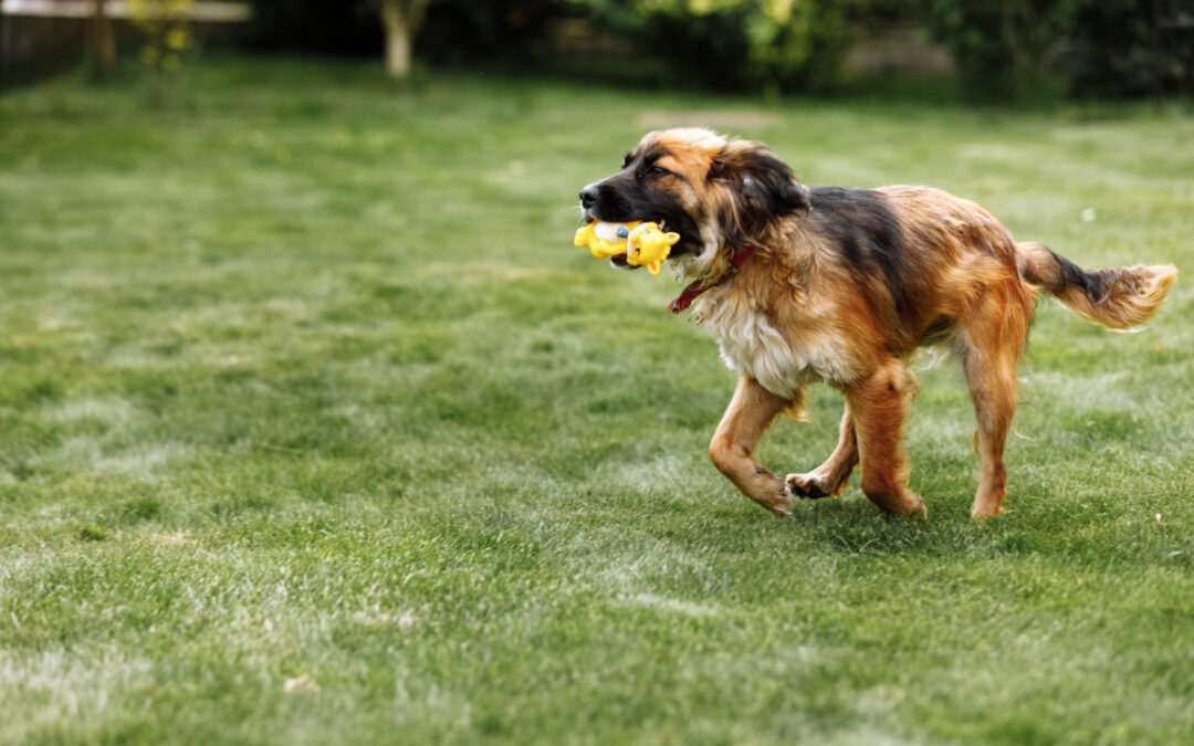 Unleash the Fun: The Importance of Dog Daycare