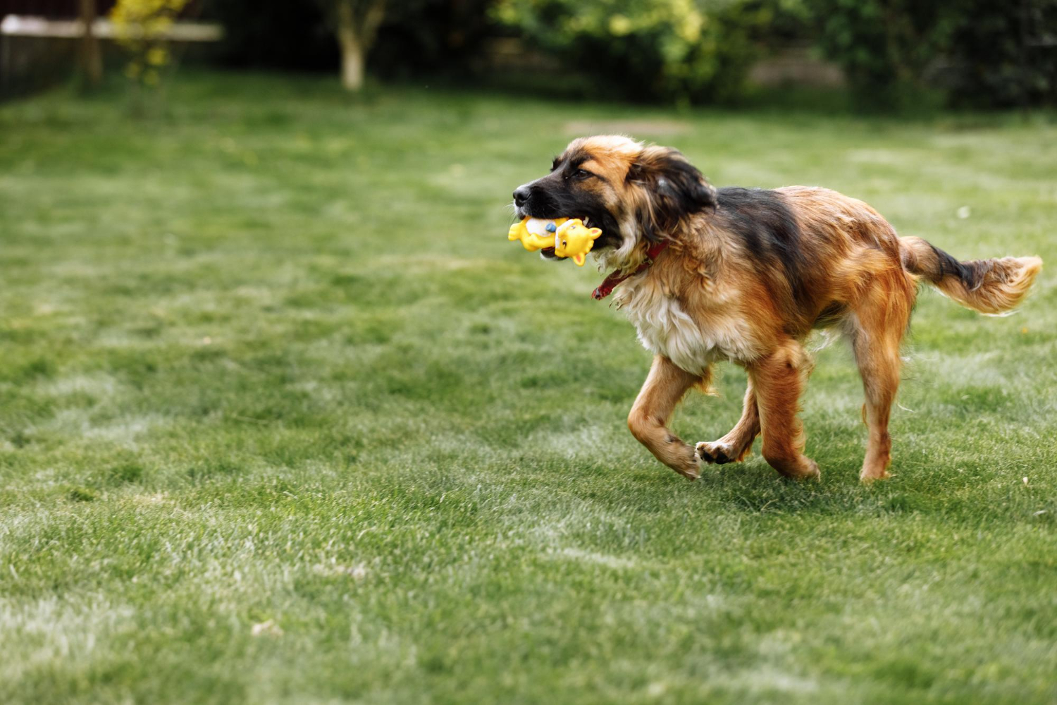 dog running in yard with toy in mouth