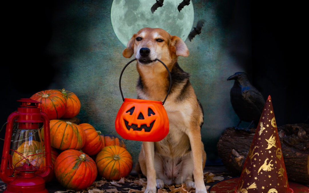 Howl-o-ween Safety: Keeping Your Pup Happy and Healthy This Spooky Season