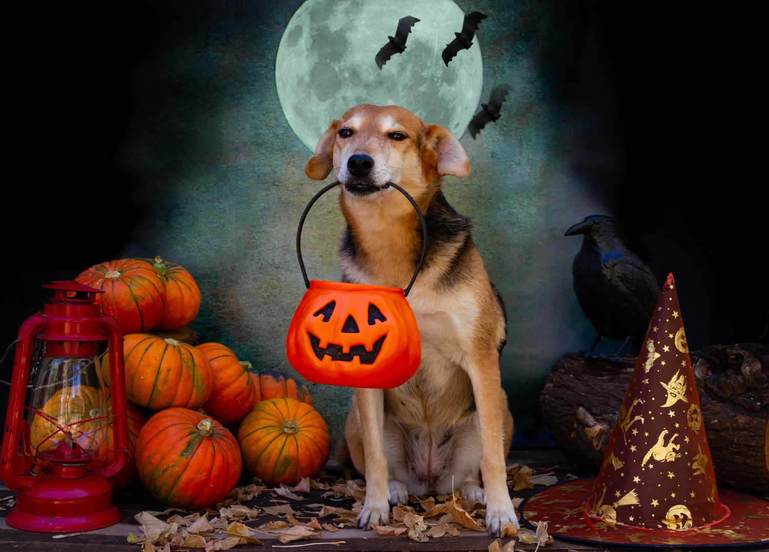 Halloween Safety for Dogs