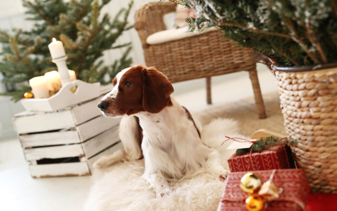 A Gift That Lasts a Lifetime: A Puppy Shouldn’t Be a Holiday Surprise