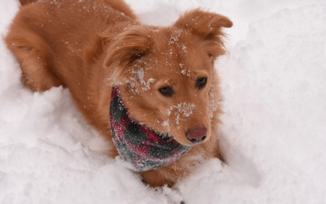 Cozy Canines: Keeping Your Dog Safe in Colder Weather