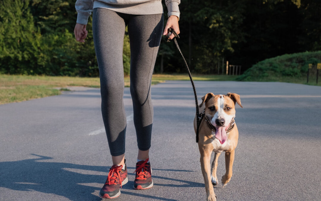 Giving Back: Making a Difference for Dogs