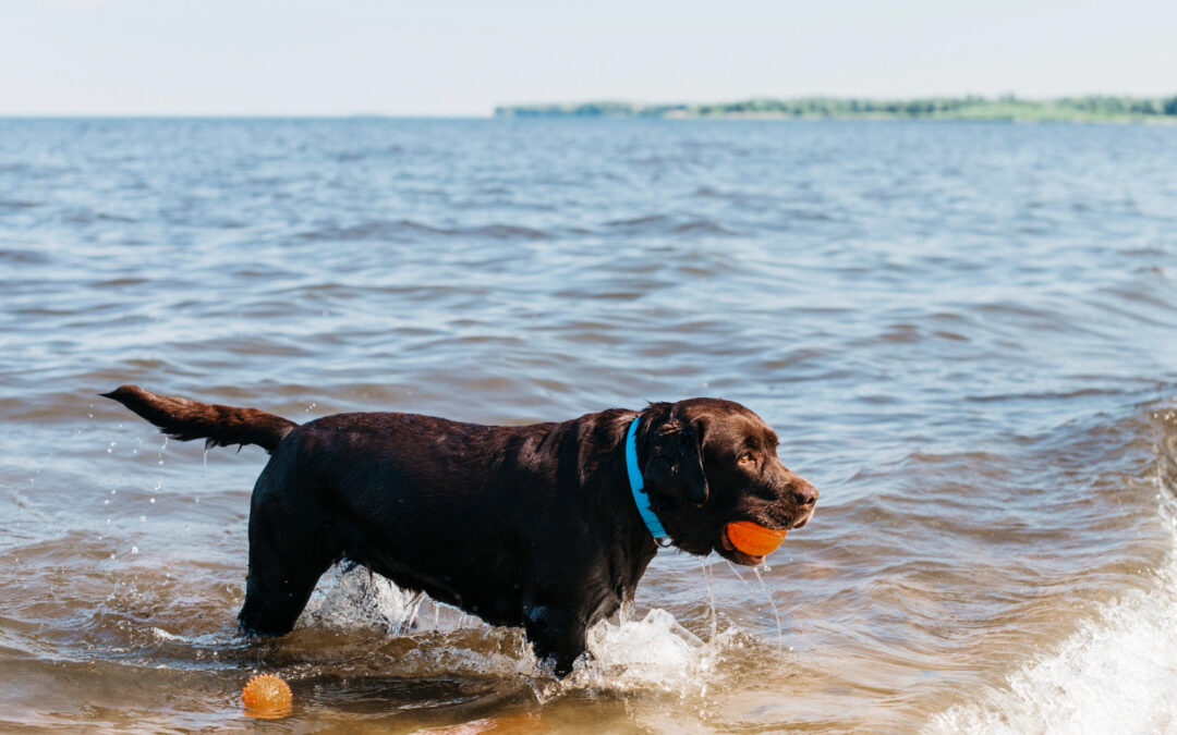 Keeping Your Dog Safe During Summer Heat