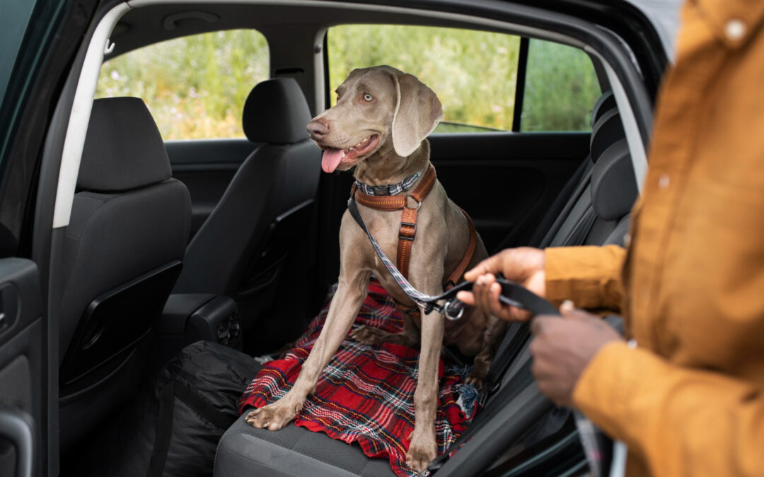 Road Trip with Your Pup: Essentials for the Car