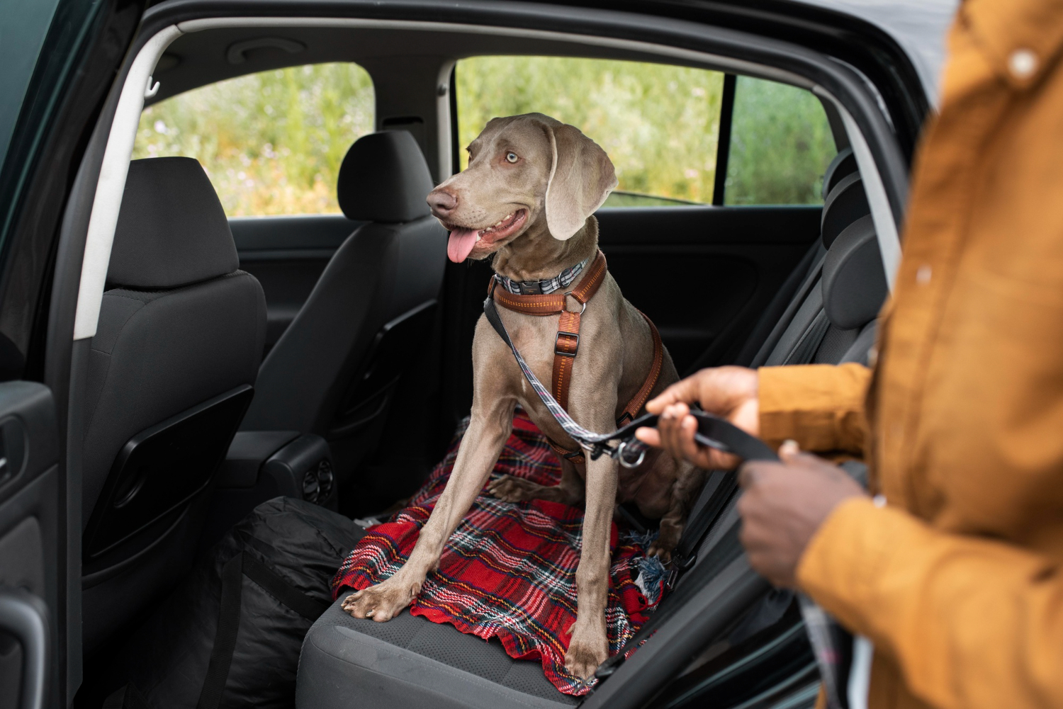 Road trip with your pup