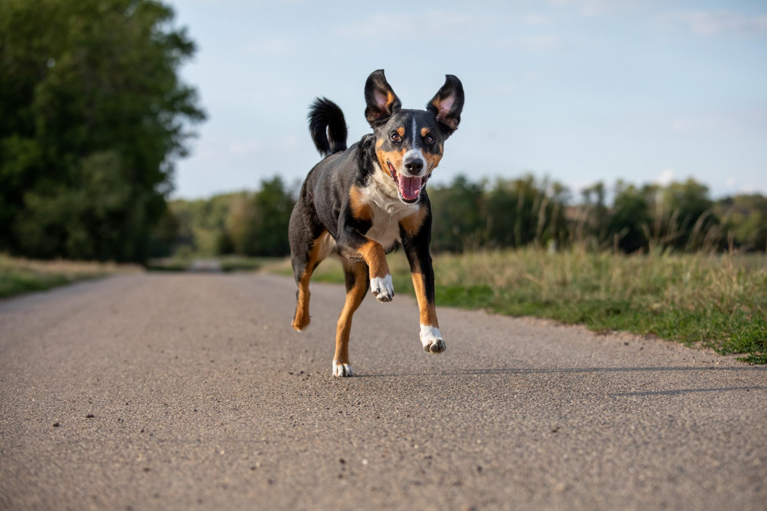 The Importance of Movement for Your Dog