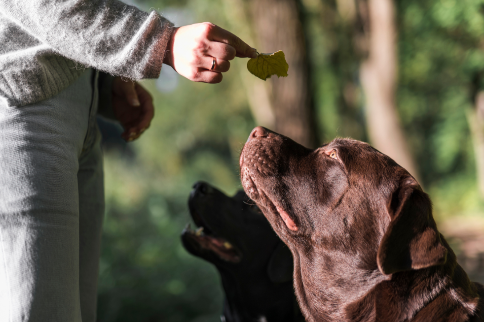 Why You Should Train Your Pup