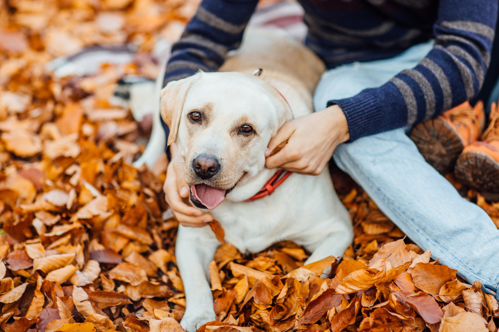 Groom or Doom: Keep Your Dog’s Coat Scare-Free This Fall