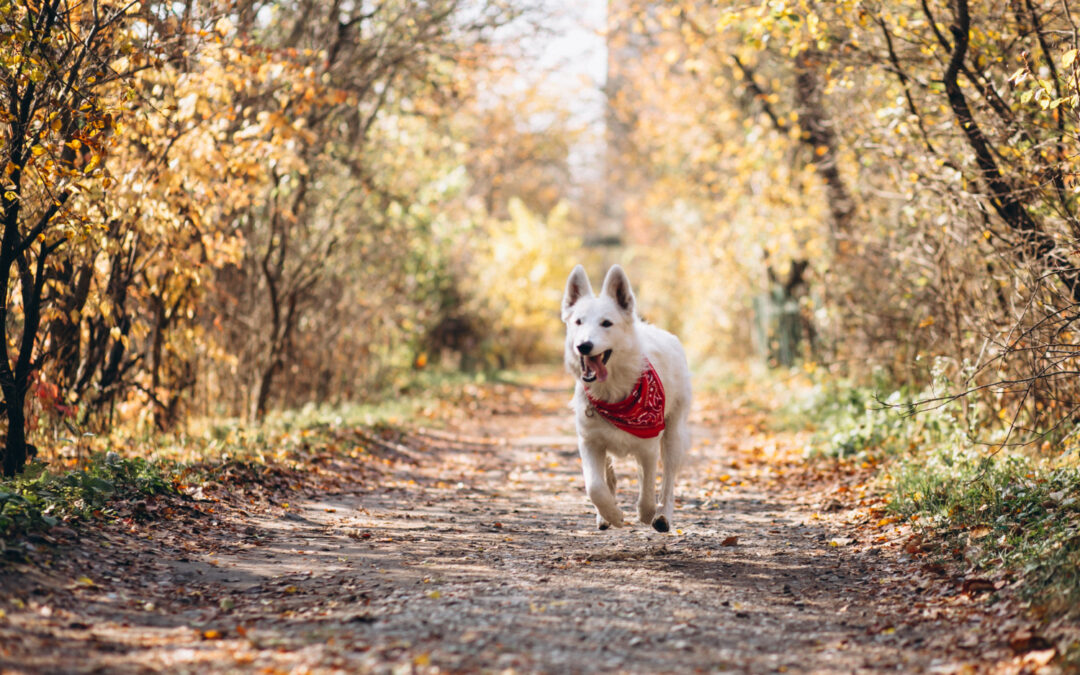 Get Outside: Training Your Dog to Be a Good Hiker