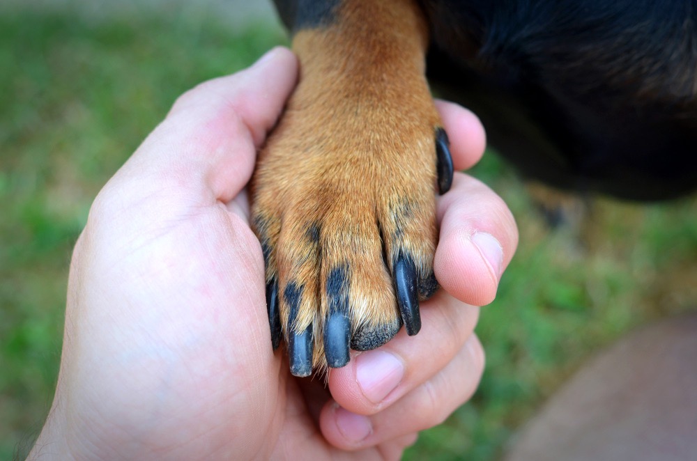 Right- vs. Left-Pawed Dogs: What Science Says About Paw Dominance