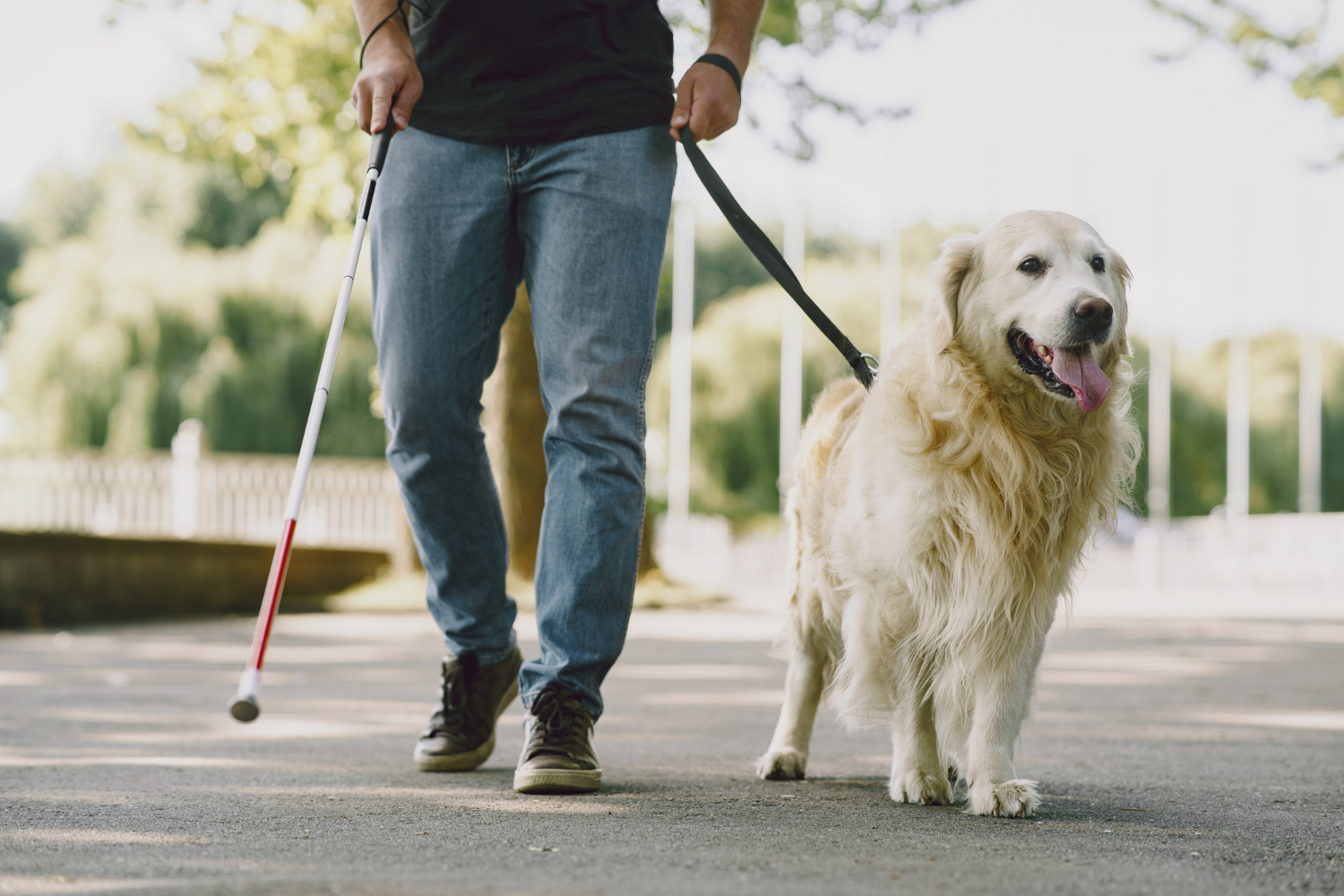 Emotional Support Animals vs. Service Dogs