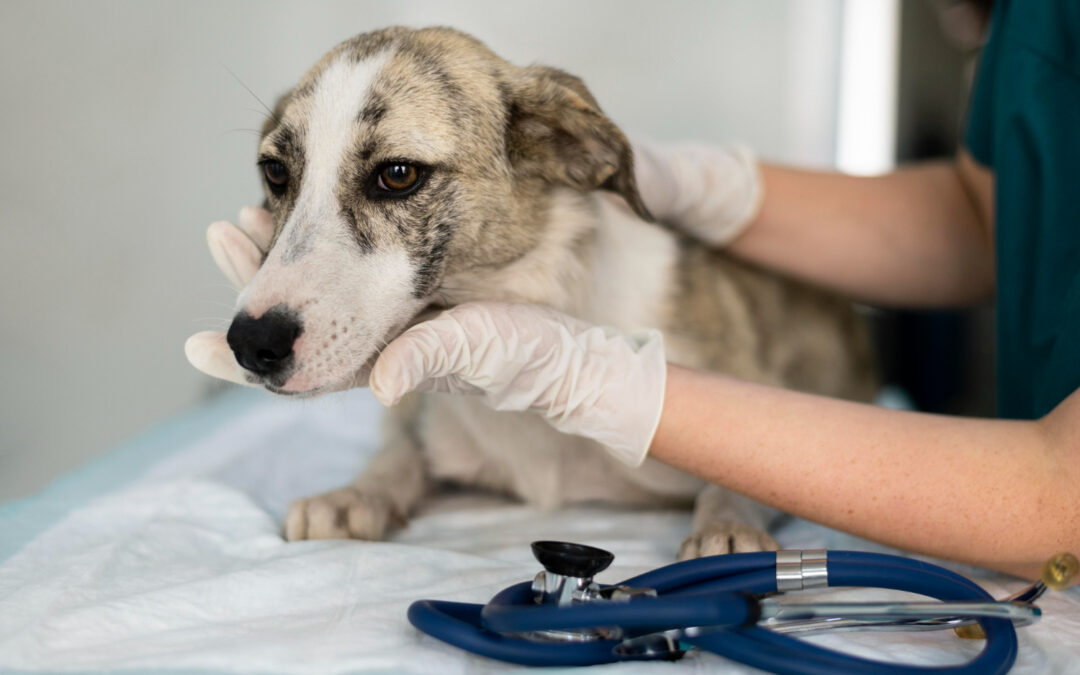Which Vaccines and Heartworm Prevention Does Your Dog Really Need?