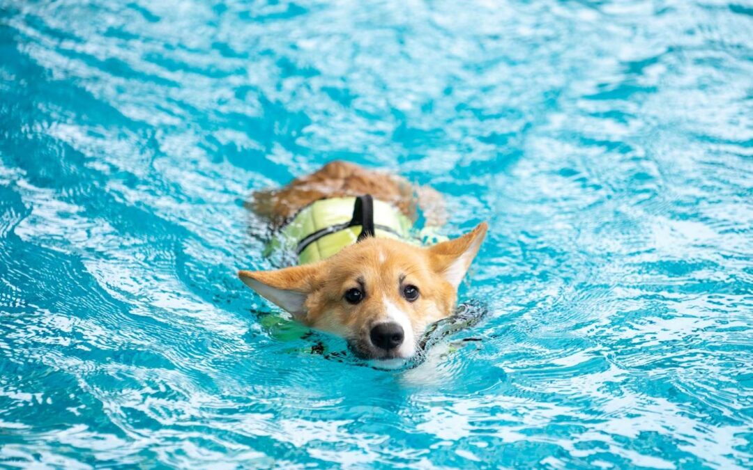 Water Safety for Dogs: Lakes, Pools, and Ocean