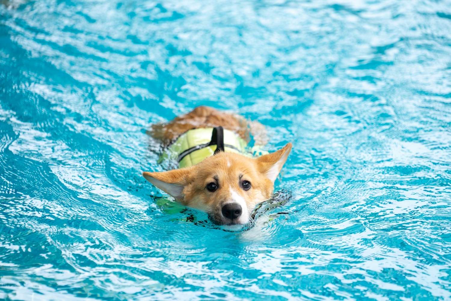 TCC-Water_Safety_for_Dogs Water Safety for Dogs: Lakes, Pools, and Ocean