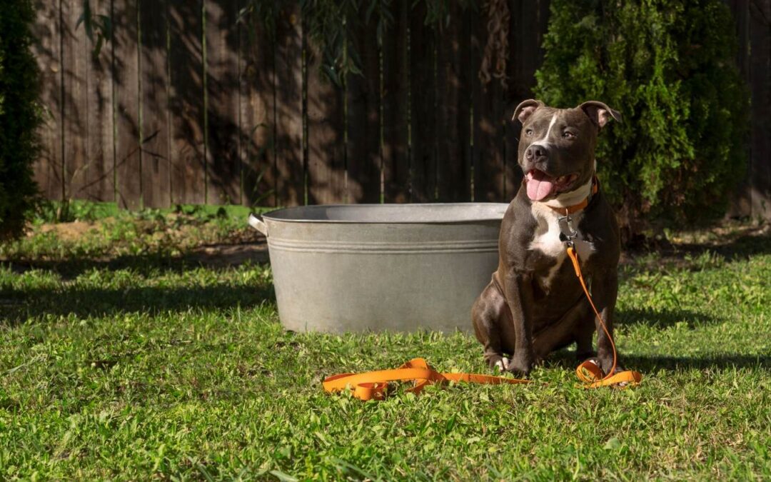 Backyard BBQ Hazards Your Dog Faces Every Summer
