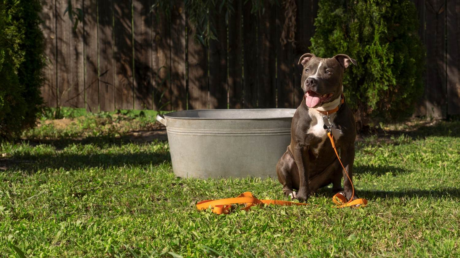 Backyard BBQ Hazards Your Dog Faces Every Summer