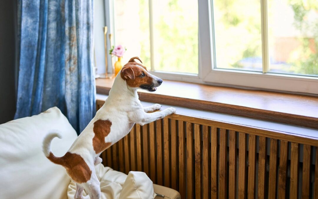 Back-to-School Blues: Helping Your Dog Adapt to an Empty Home