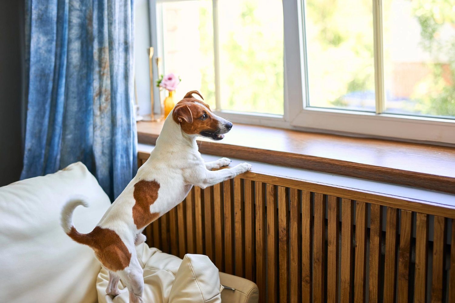 Helping Your Dog Adapt to an Empty Home