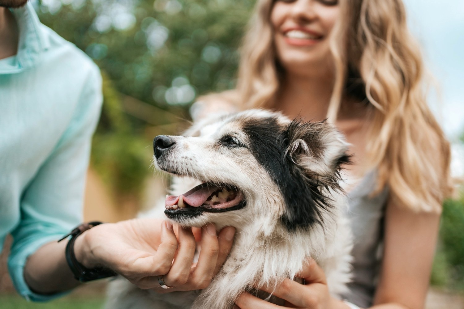 Understanding Dog Body Language